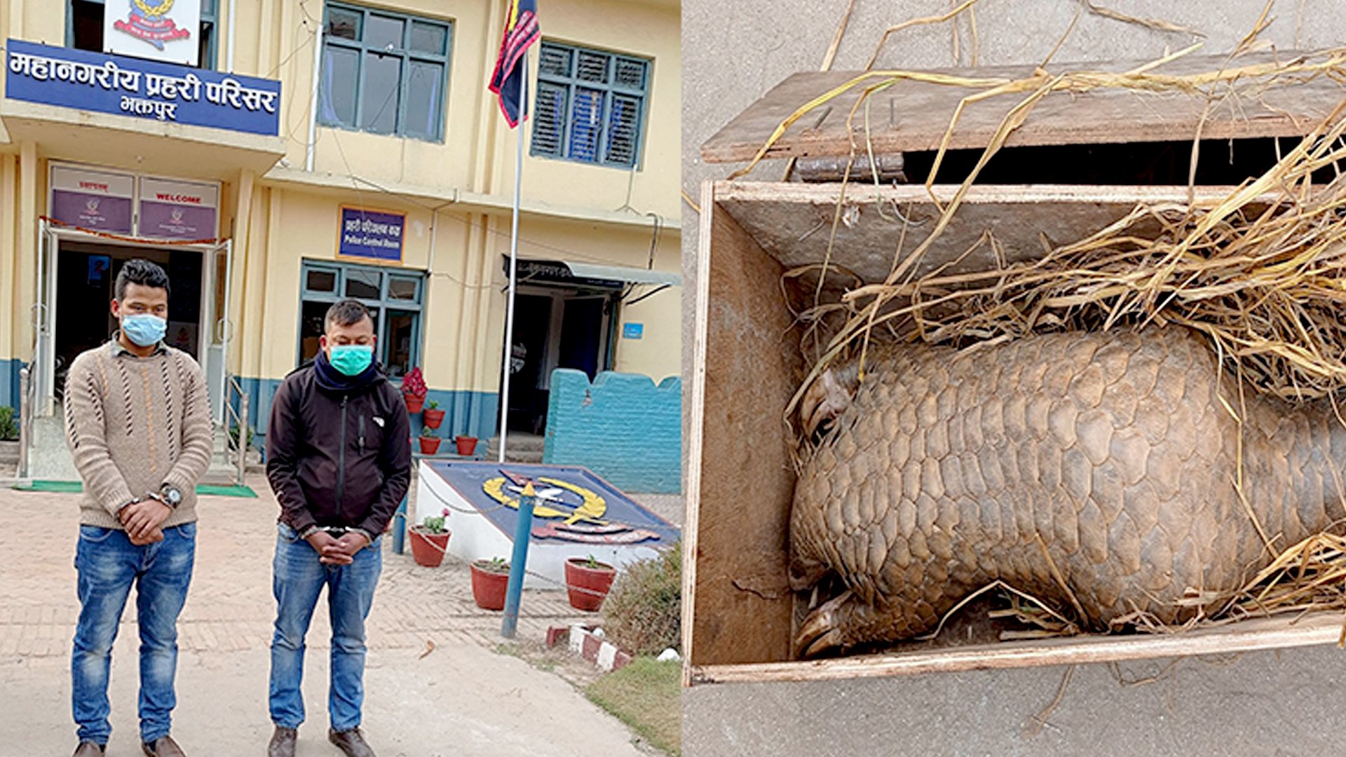 जिउँदो सालकसहित सिद्धलेक धादिङका २ जना पक्राउ