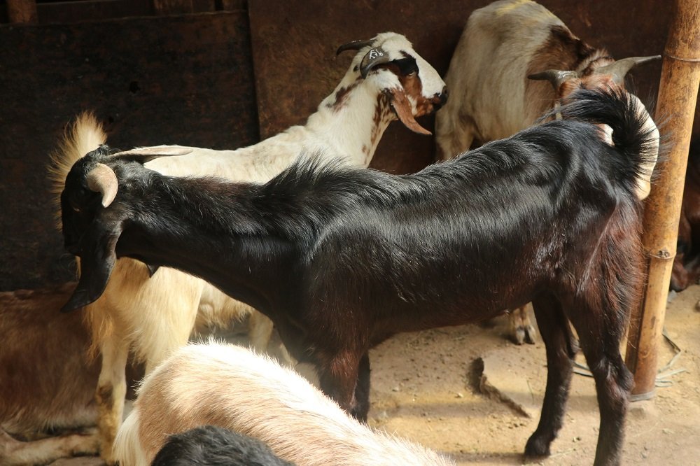 दशैँका लागि खसीबोकाको मूल्य प्रतिकिलो ६ सय ४० रुपैयाँ
