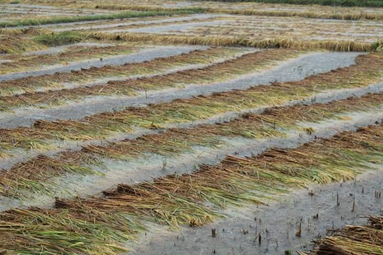 धानमा क्षति बेहोरेका किसानलाई ६५ प्रतिशतसम्म राहत दिने सरकारको निर्णय