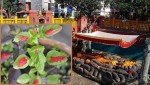 आज हरिबोधिनी एकादशीःघरघरमा रोपिएको तुलसीको विवाह गरी मनाइँदै