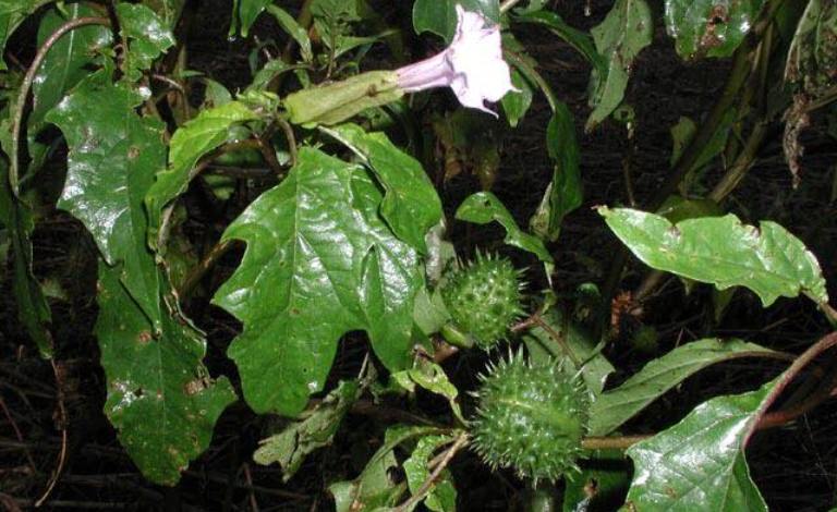 लमजुङमा साग भनेर धतुरो खाँदा एकको मृत्यु,दुई जना बिरामी