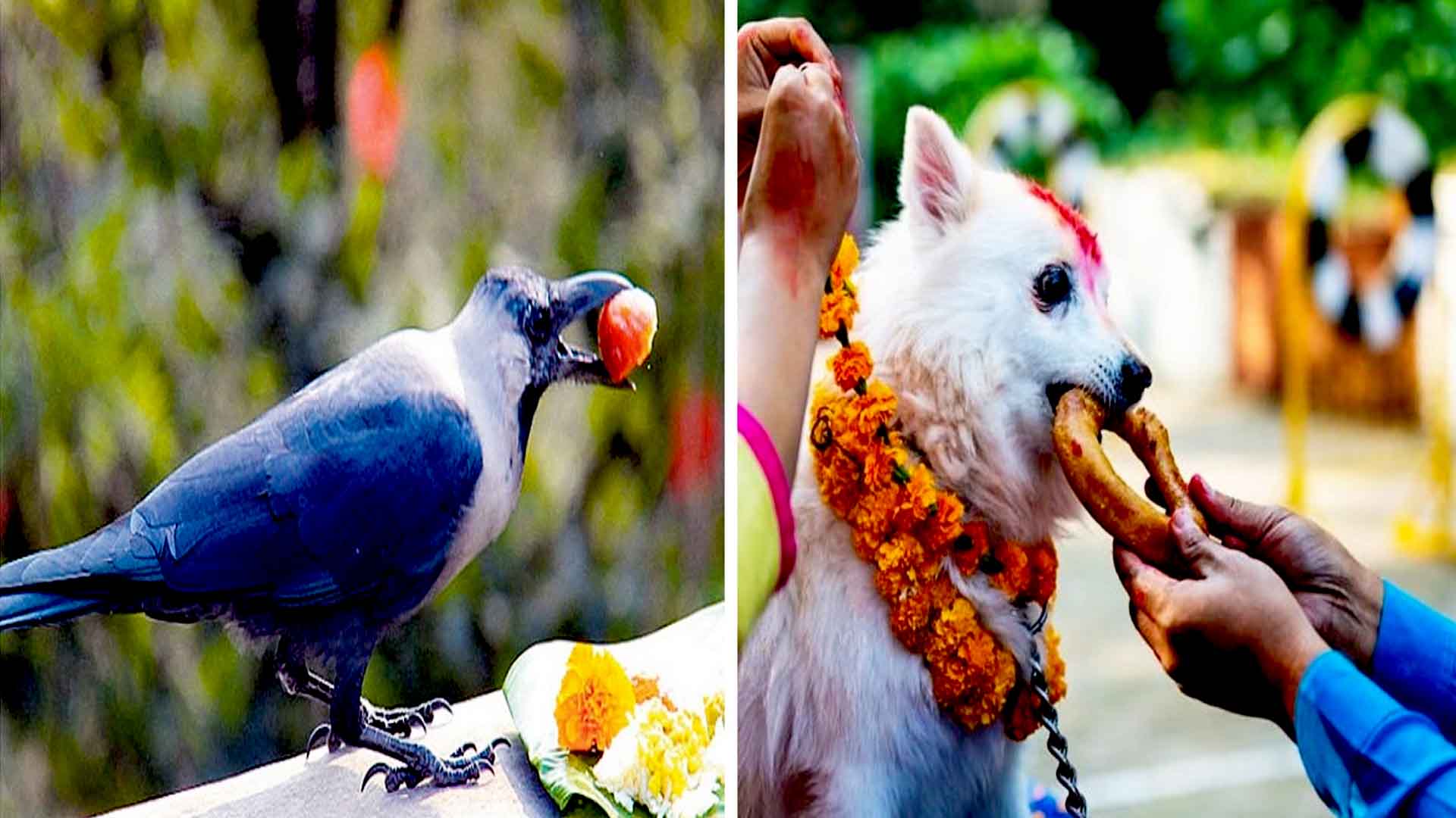 आज काग र कुकुर तिहार मनाइँदै