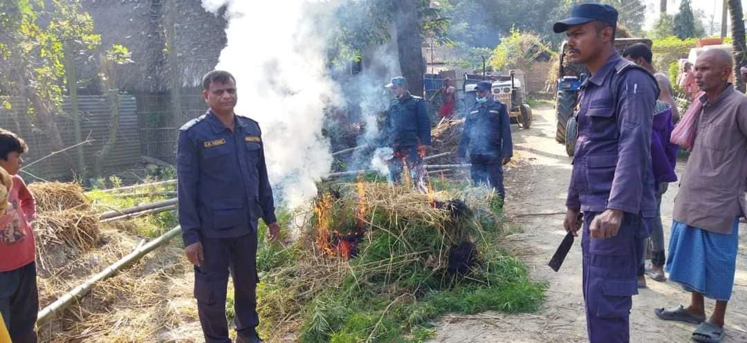 प्रहरीले नष्ट गर्‍याे पाँच हजार गाँजाका बोट