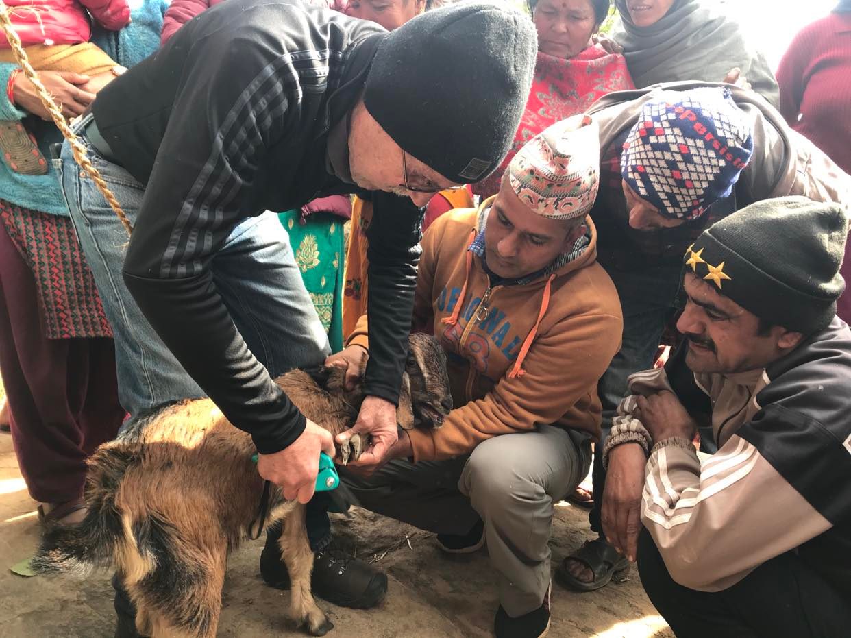 नीलकण्ठ नगरपालिका वडा न ११ का ५७ किसानलाई बाख्रा पालन तालिम