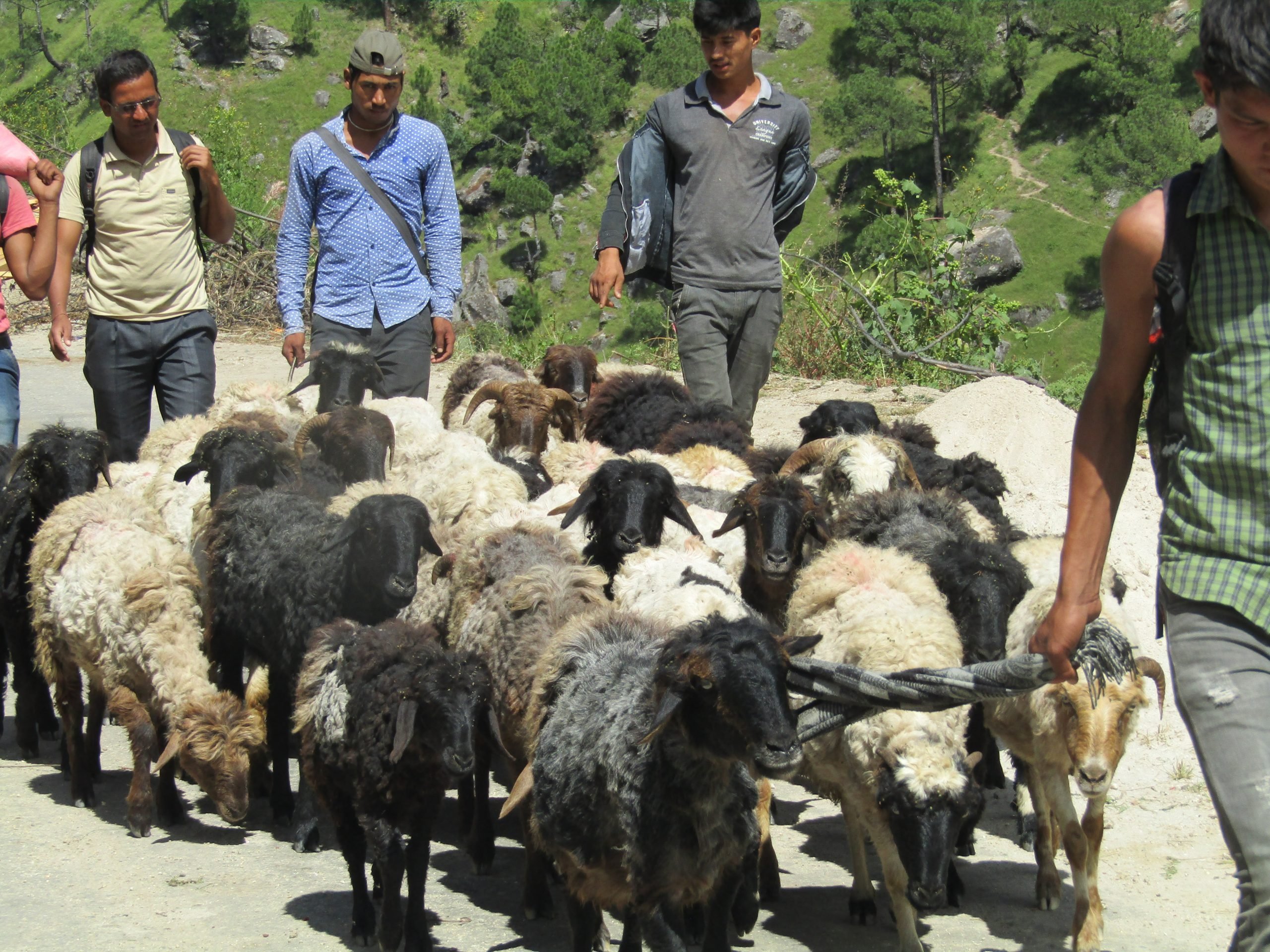 किसानलाई गोठालो भत्ता