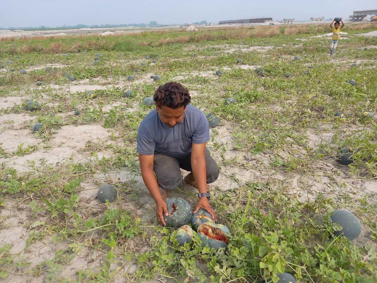 किसानलाई सधैँ पीडा : लगाएको बाली उठाउन नपाई क्षति