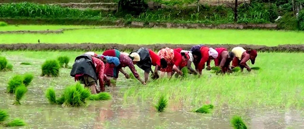 साउन १२ गतेसम्म देशभर ७७ प्रतिशत  रोपाइँ सम्पन्न
