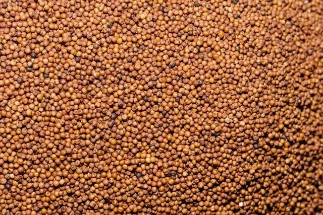 एकाउन्न करोडको कोदो भारतबाट आयात