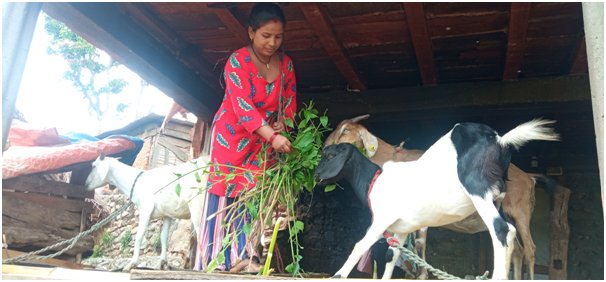 बाख्रापालनमा हौसिँदै रामपुरका महिला