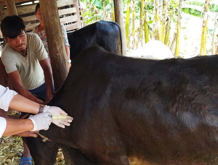 बागमतीमा ४० हजार पशुचौपायालाई लम्पी स्कीनविरुद्धको खोप लगाइयो