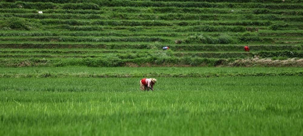 धानबालीमा गबारो र पात बेरुवा किरा