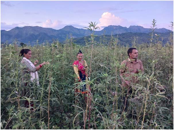 भिण्डीले बजार नपाएपछि किसान समस्यामा