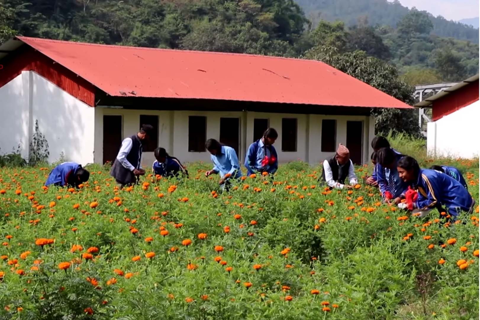 व्यावहारिक सीपका लागि विद्यालयमा फूल खेती