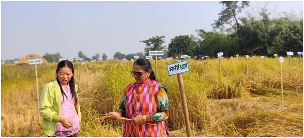 झापामा फल्यो ८१ प्रजातिको रैथाने धान