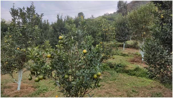 बङ्गलाचुलीमा व्यावसायिक सुन्तला खेती