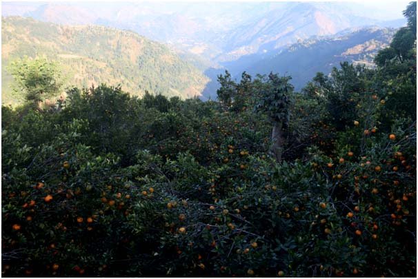 सुन्तला उत्पादनमा वृद्धि हुुँदा किसान उत्साहित