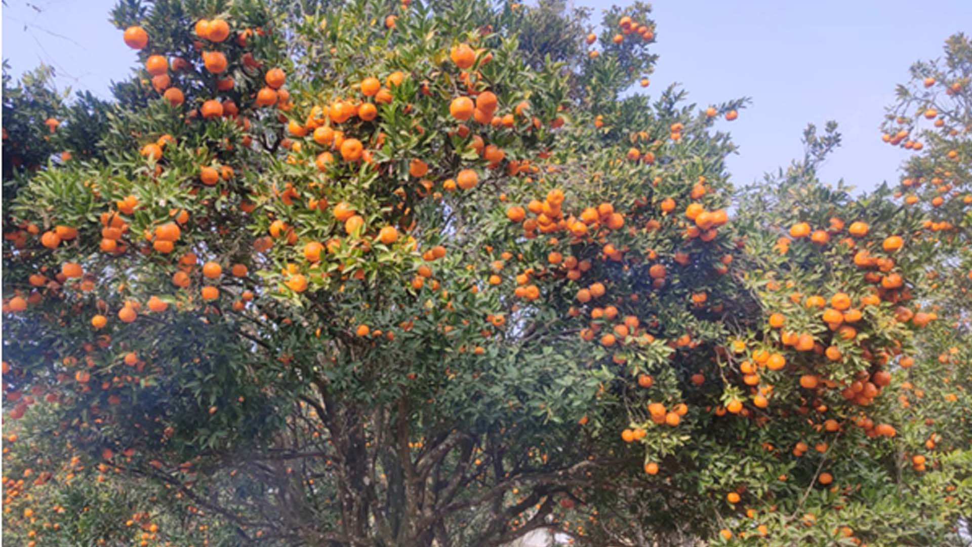खोटाङबाट रु ३६ करोड बढीको सुन्तला निर्यात