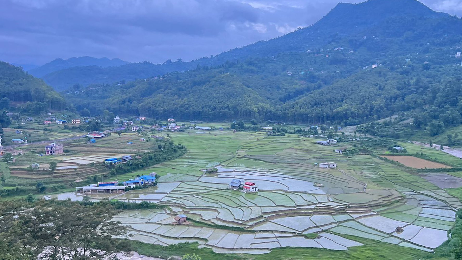 धादिङमा ६८ प्रतिशत रोपाई