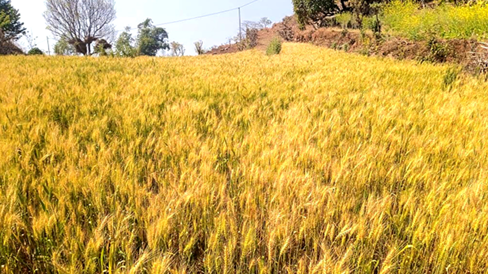 घलडाँडामा सामूहिक गहुँखेती