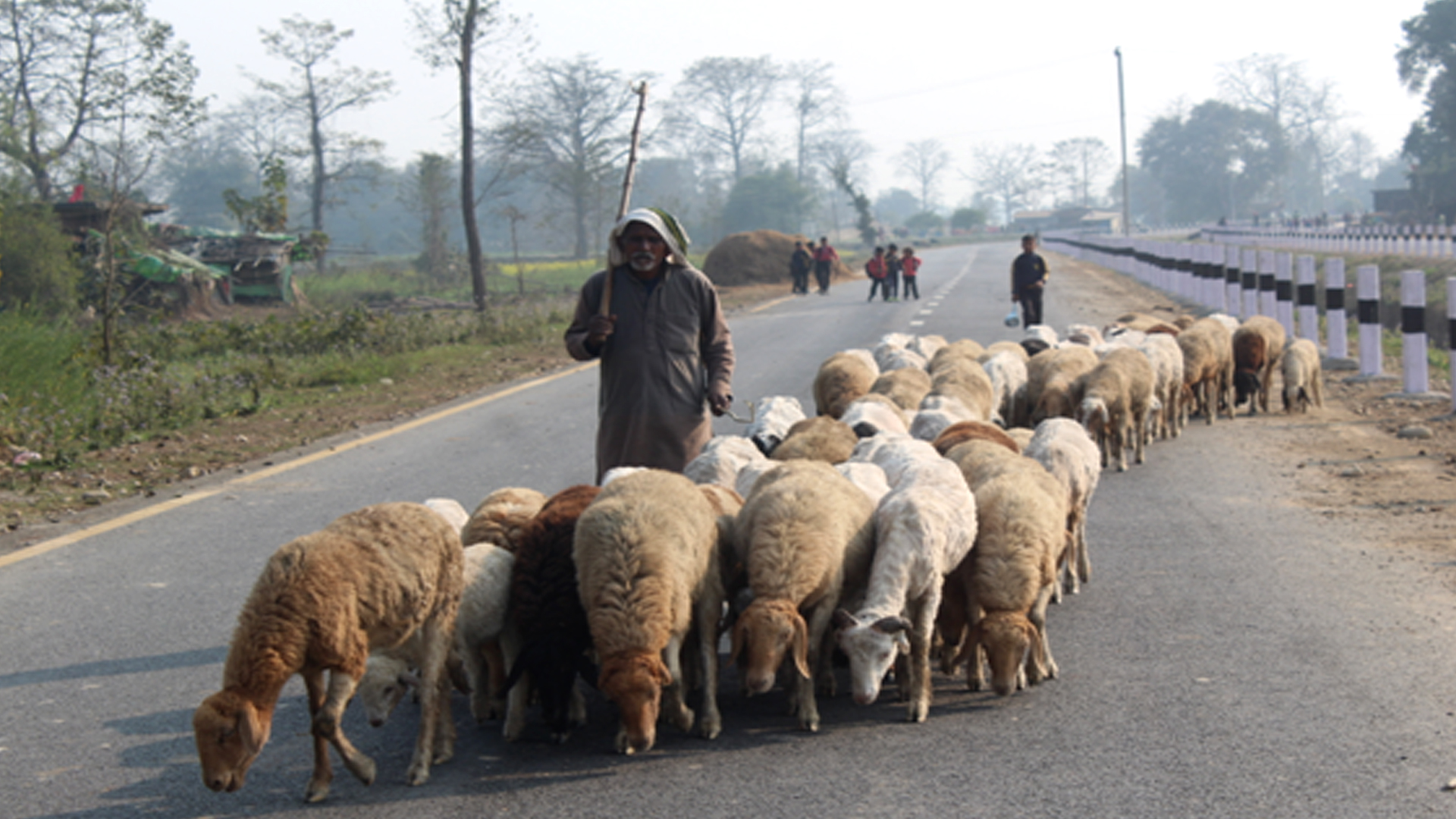 बिक्री भएन ऊन, विस्थापित हुने जोखिममा ‘भेडिहार’