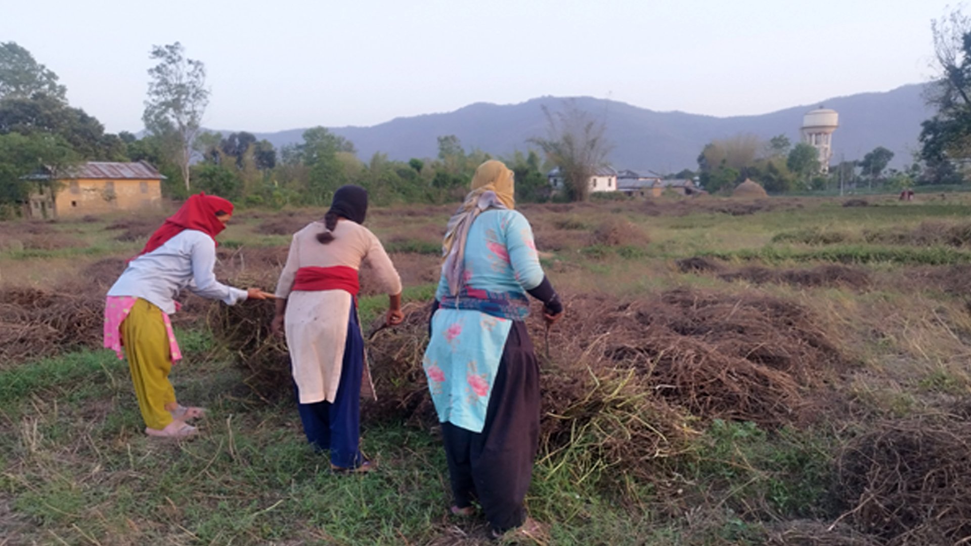 बर्सिम घाँसको बीउबाट दुई लाख आम्दानी
