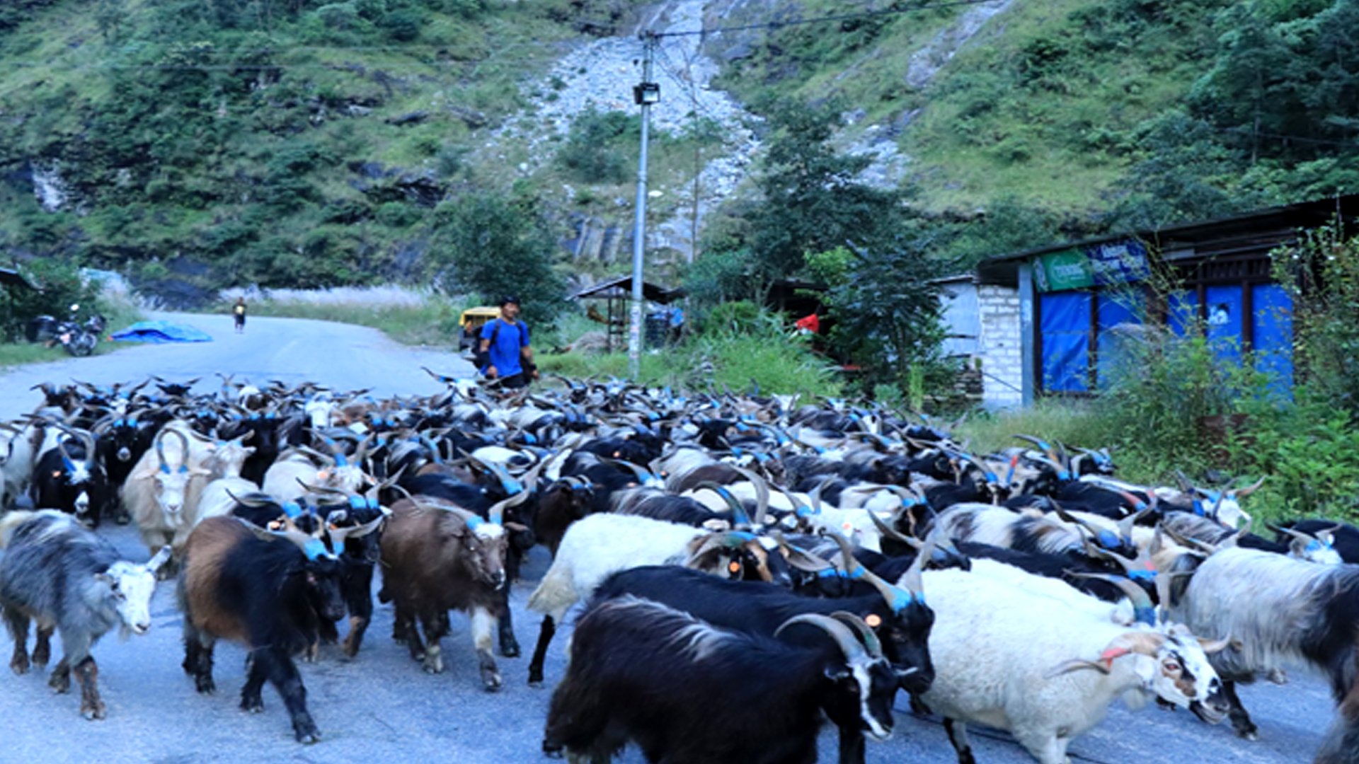 बजार झरे लेकाली भेडाच्याङ्ग्रा