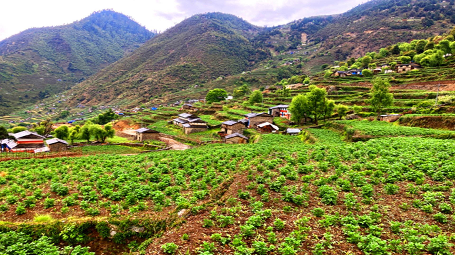बागलुङमा खायन आलुखेतीको क्षेत्र विस्तार
