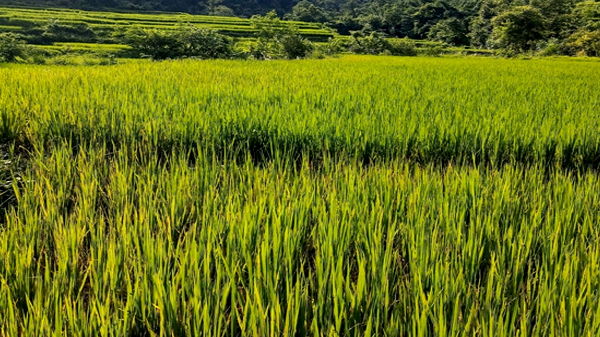 बन्दीपुरका धानबालीमा ब्लाष्ट रोग देखियो