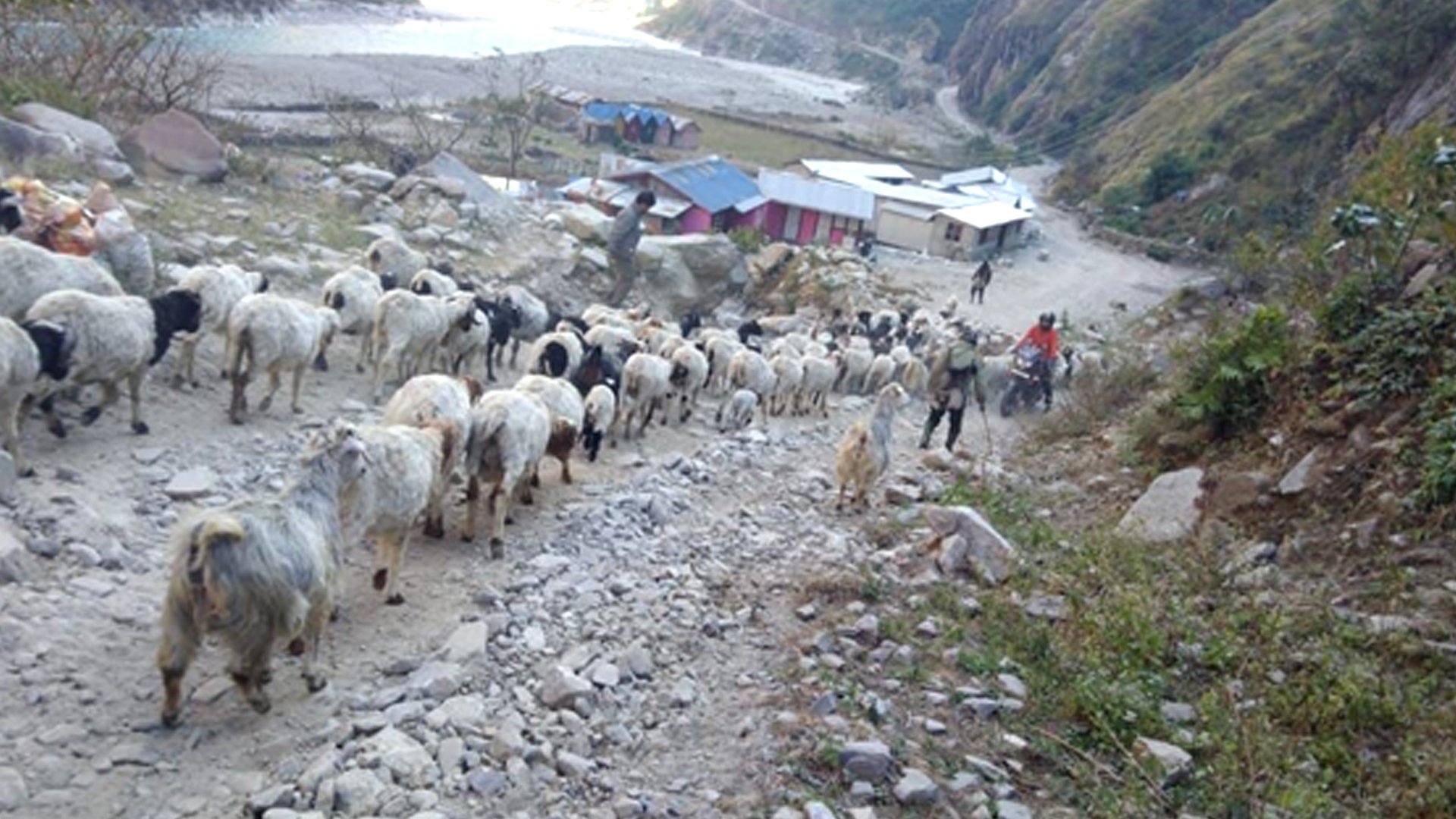 उधौली लागेसँगै भेँडाबाख्रा लिएर उधो झरे गोठाला