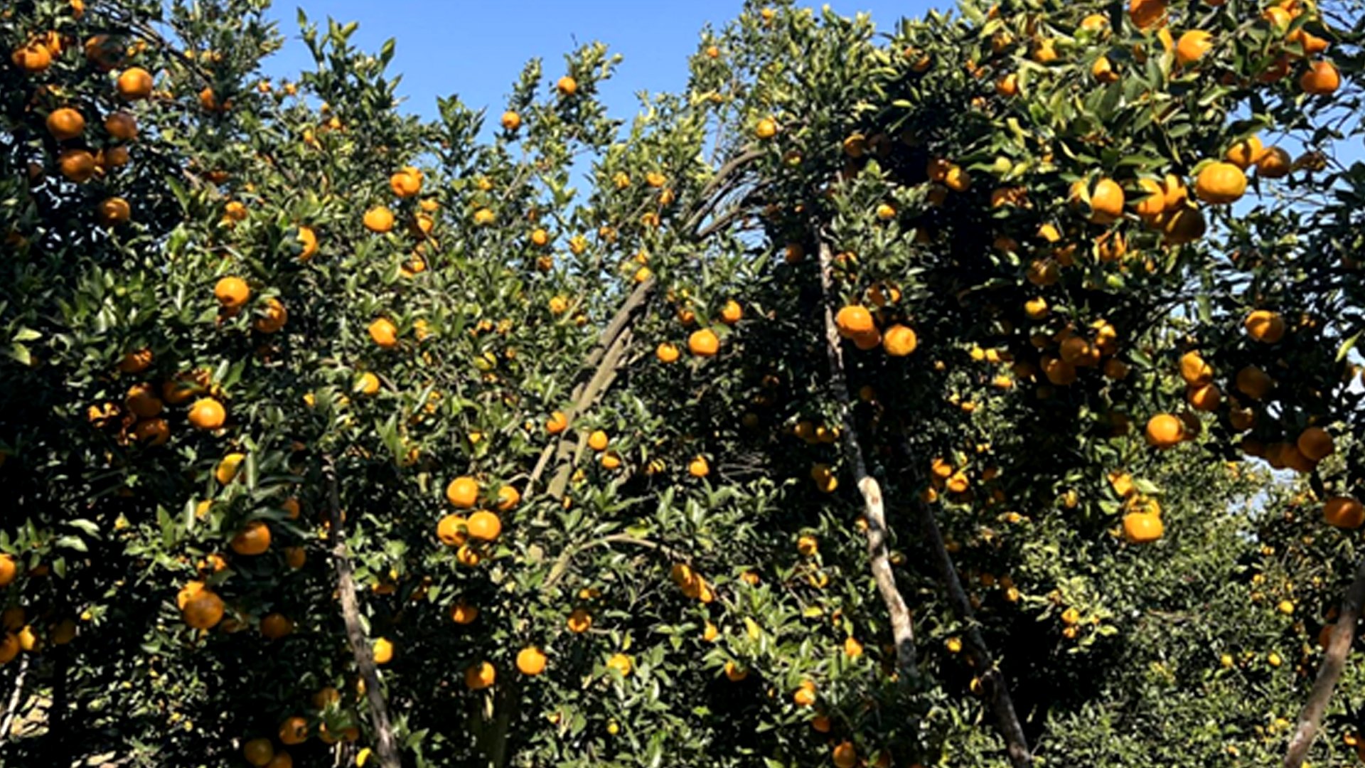 गोरखामा सुन्तला उत्पादन १५ प्रतिशत बढ्यो