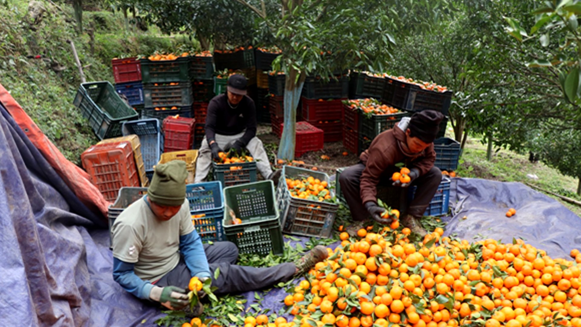 अन्नपूर्णबाट करिब चार करोड मूल्यबराबरको सुन्तला बिक्री