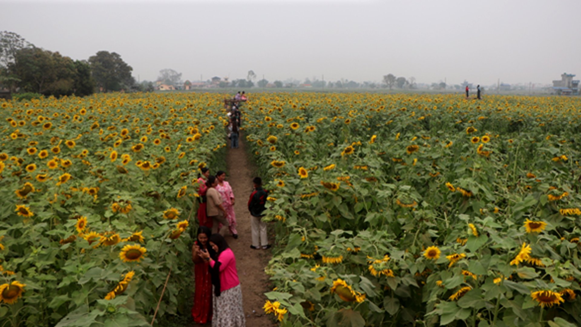 सूर्यमुखी बगानले बढायो कृषि पर्यटन