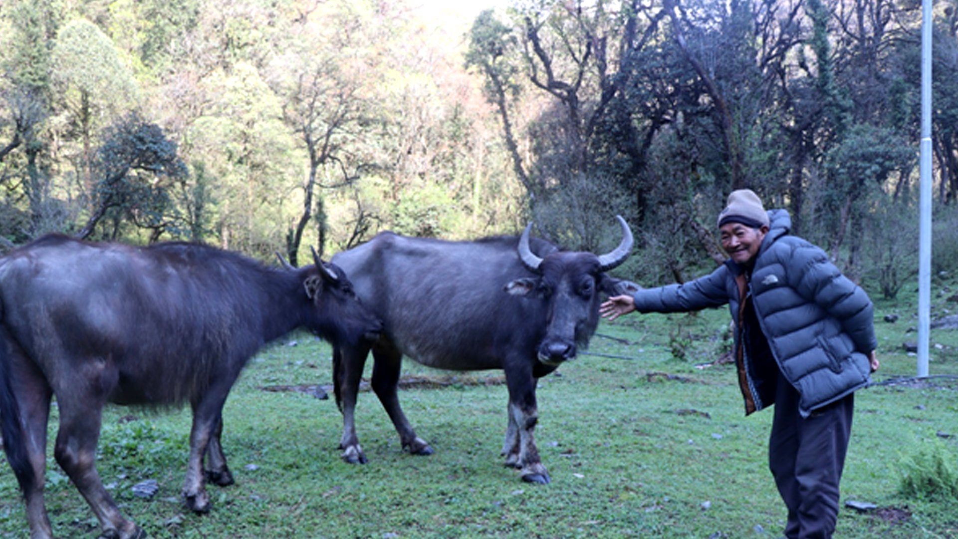 हराउन थाले घुम्ती गोठमा भैँसी पाल्ने चलन