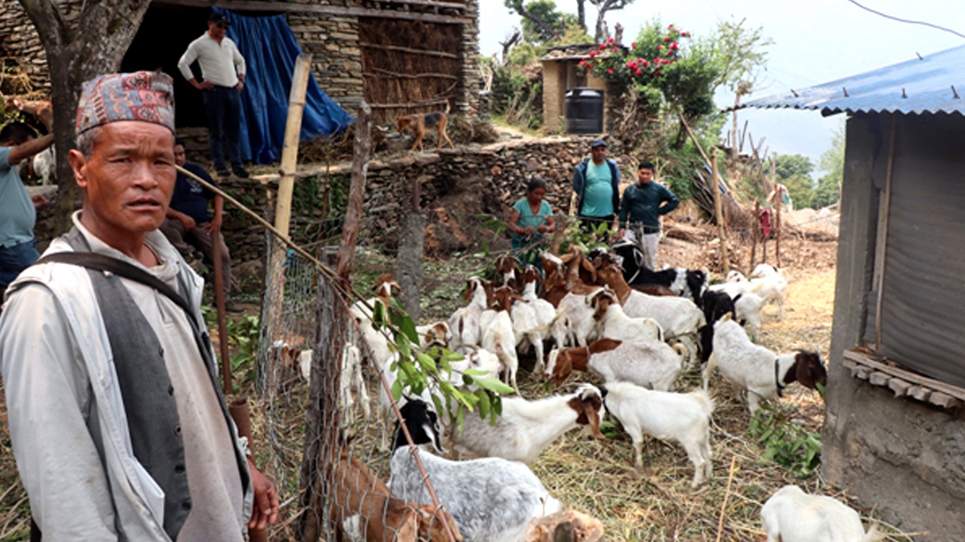 बाख्रापालनबाट स्वरोजगार