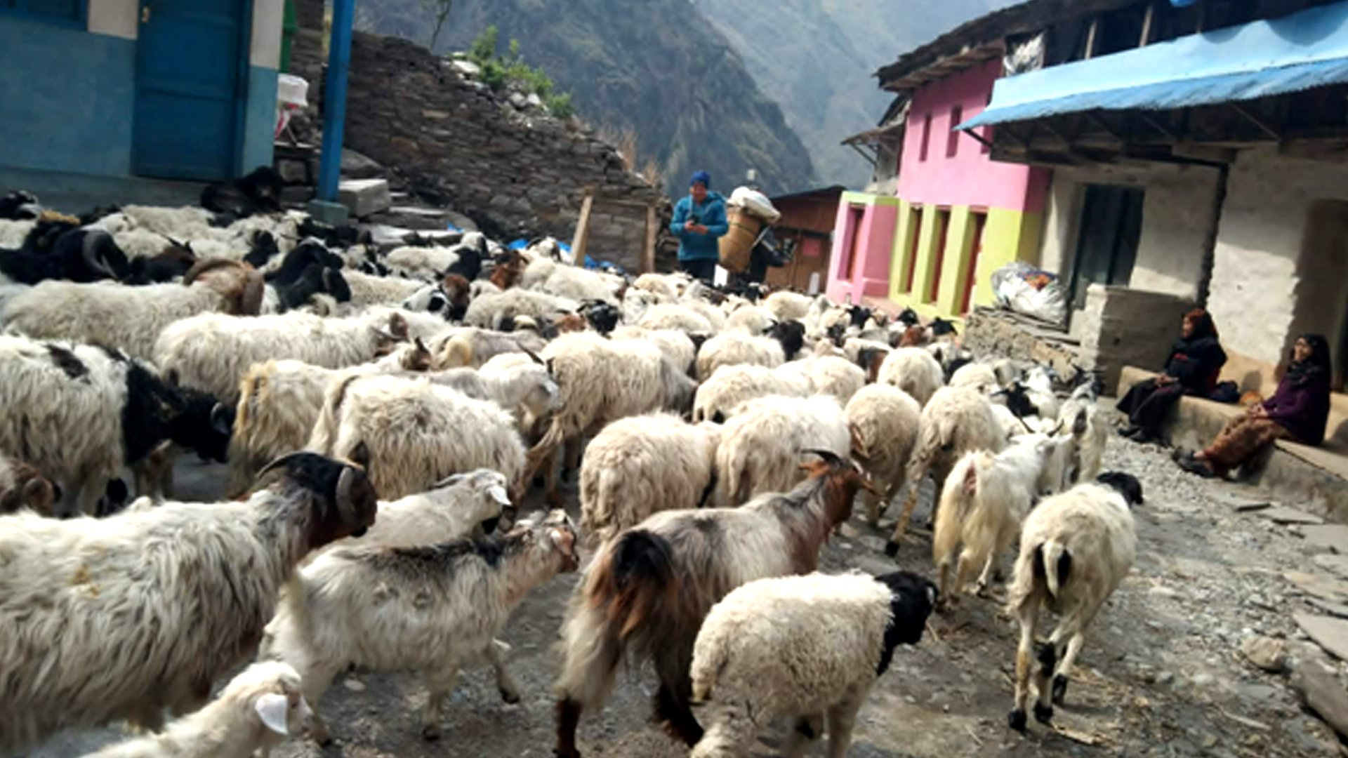लाग्यो उँभौली, भेडाबाख्रा धपाउँदै लेक चढे गोठालाहरु