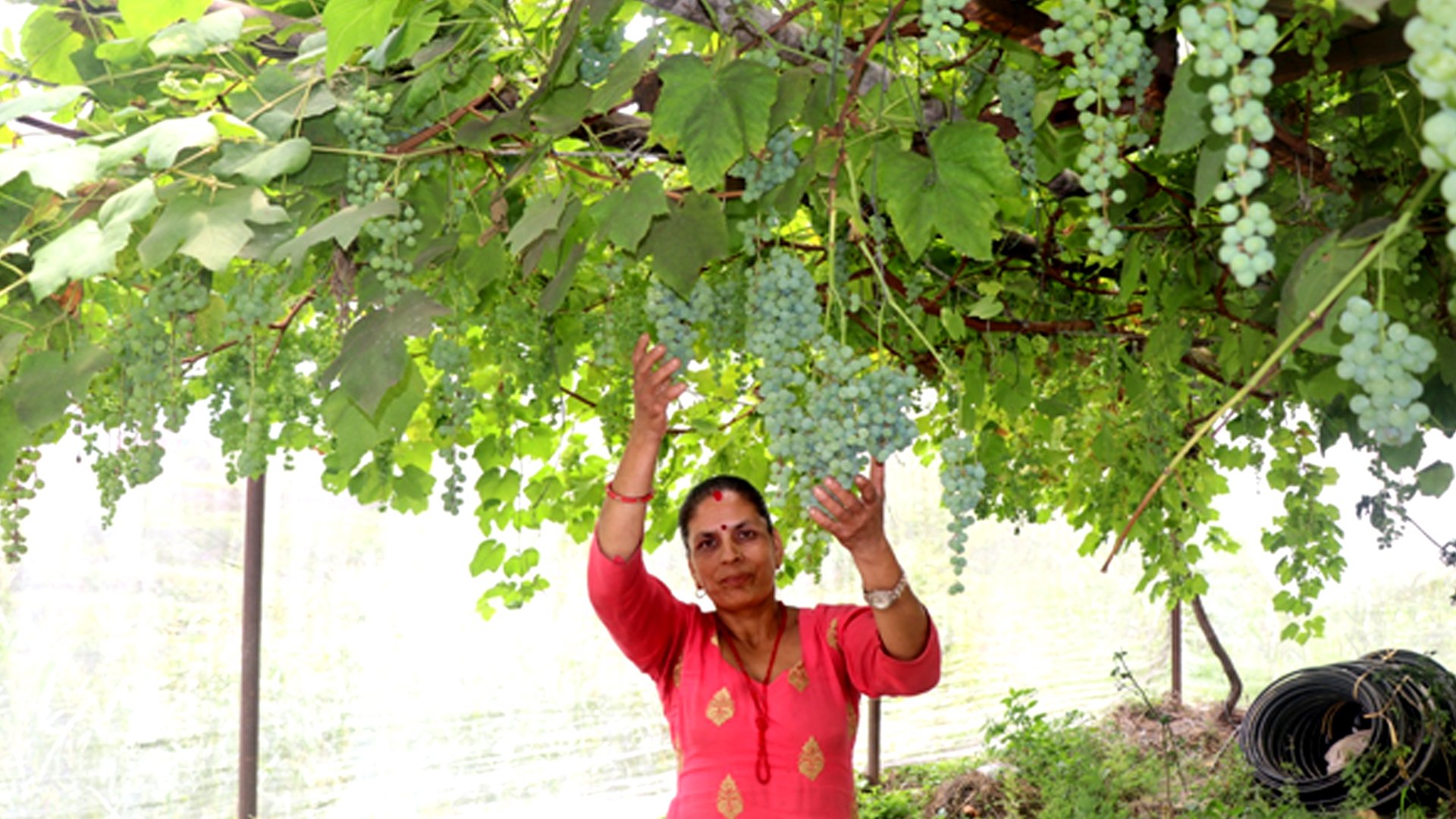 जलजलाको लुप्राङमा अङ्गुरखेती