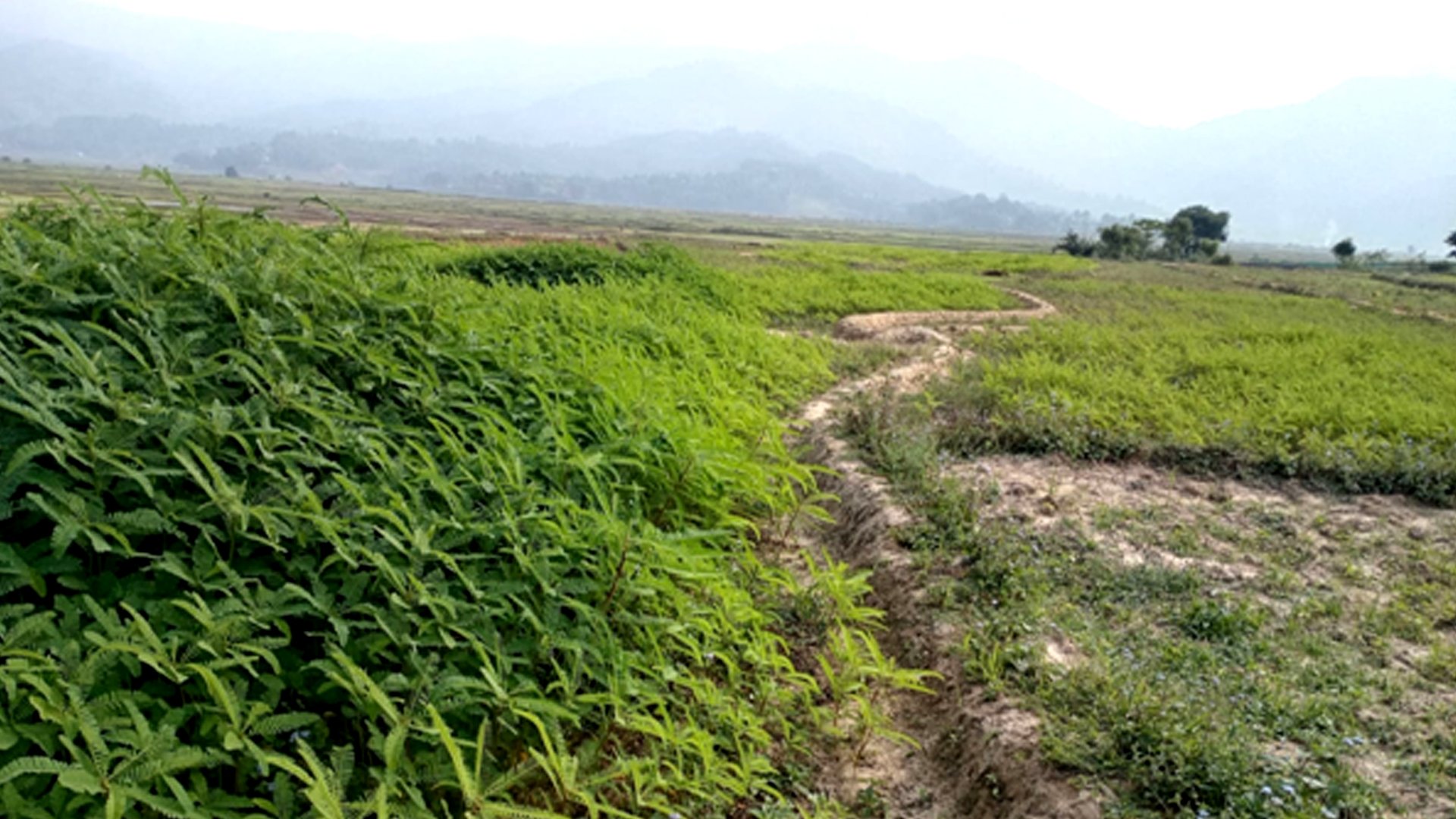 रासायनिक मलको विकल्पमा ढैँचा