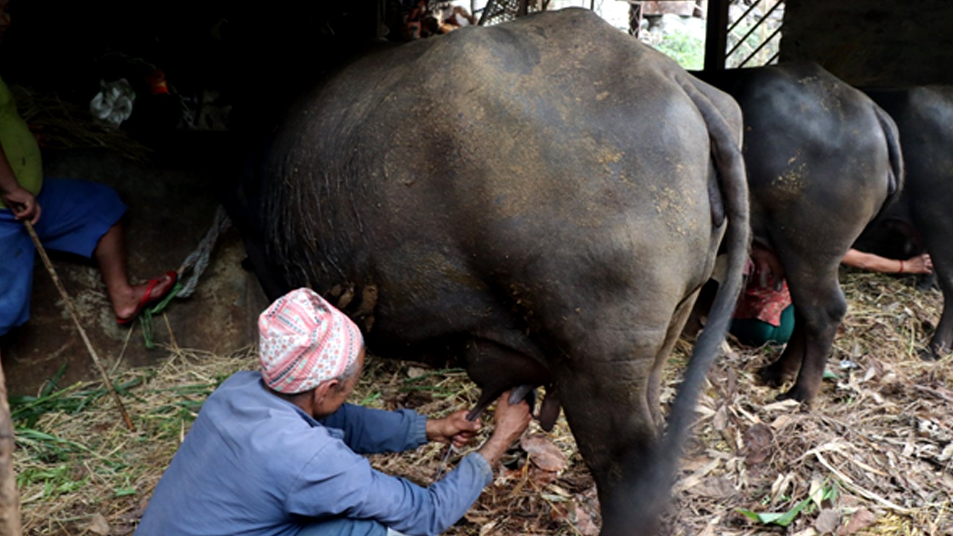 ‘विदेश जाने सपना टुटे पनि गोठबाट मिल्यो स्वदेशमै सफलता’
