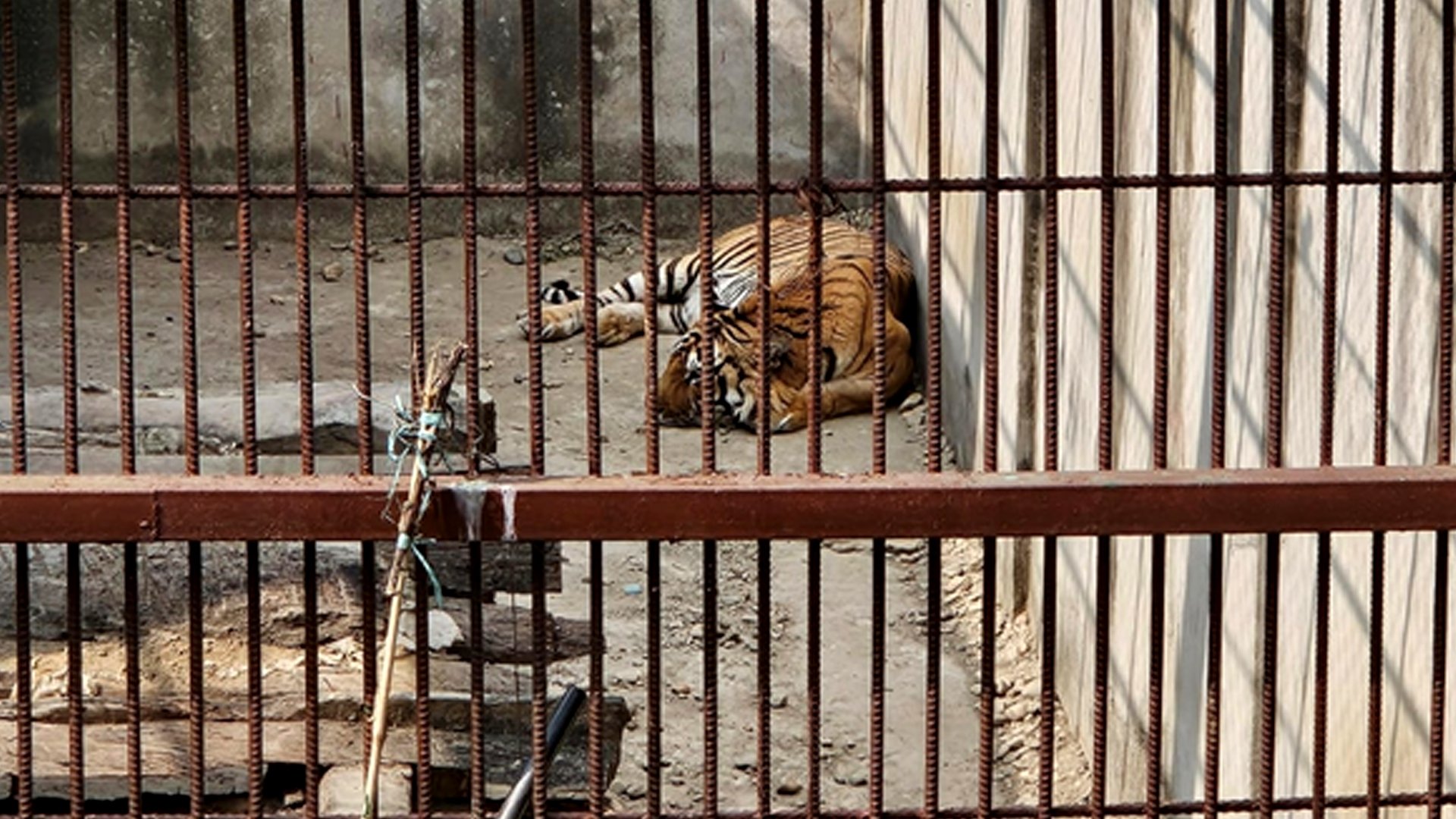 समस्याग्रस्त बाघ व्यवस्थापन गर्न ‘टाइगर सेन्चुरी’ योजना